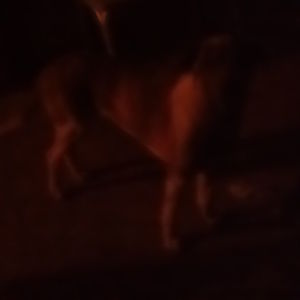 Meet your Posher, Billy